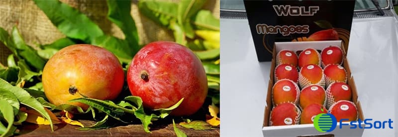 images/1704269529472producción de mango peruano.jpg